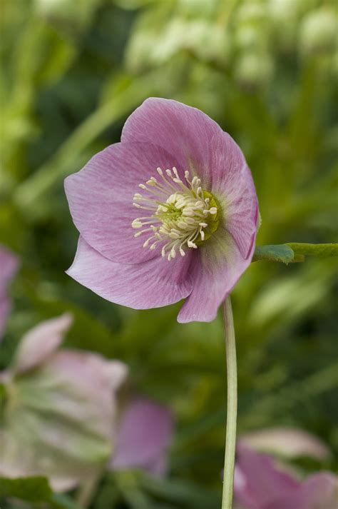 Hellebores sound like a dream come true. Hellebore pot plant 'Harvington Single Pink'Twelve Nunns
