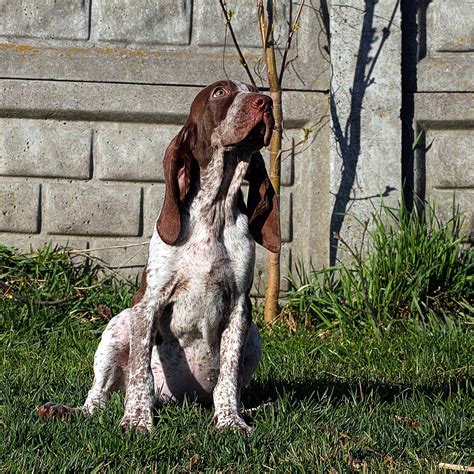 Bracco Italiano Puppies Bracco Italiano Puppies Flickr