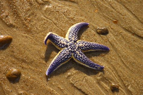 Heres All About The Habitat Of Starfish