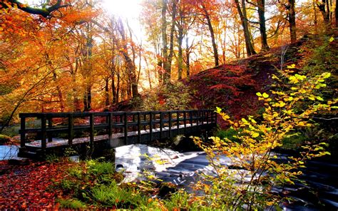 Download Tree Fall Forest River Stream Scenic Nature Season Man Made Bridge Hd Wallpaper
