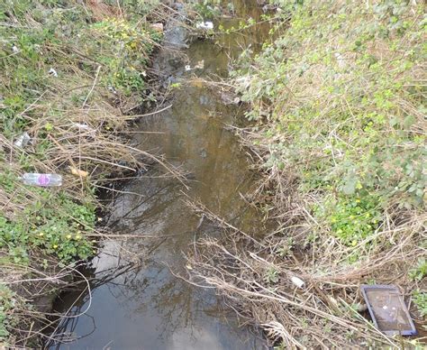 About A Brook Burrows Now With Voles