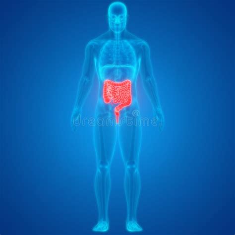 Rganos Internos Del Cuerpo Humano Sistema Digestivo Anatom A Intestinal Grande Y Peque A