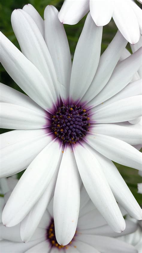 I Love Papers Ne81 Flower Purple White Spring Nature