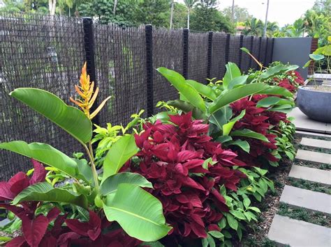 Heliconia, genus of nearly 200 species of flowering plants of the family heliconiaceae. Heliconia lingulata, Red coleus and dwarf costus ...