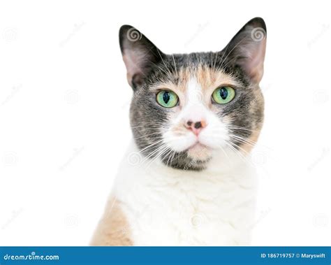 A Dilute Calico Domestic Shorthaired Cat Stock Image Image Of