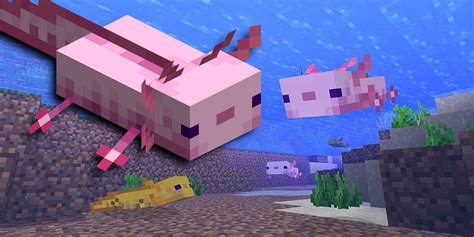 Minecraft How To Breed Axolotl