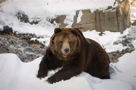 Animals In The News January 2015 Animals Grizzly Bear Bear