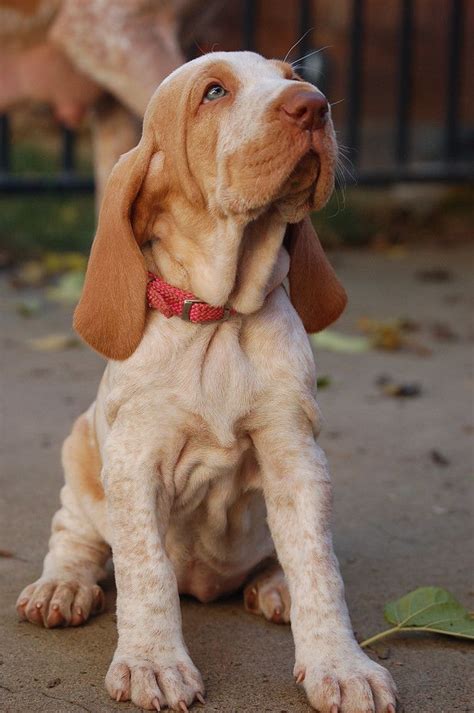The current median price for all bracco italianos sold is $0.00. Bracco Italiano puppy. | The Right Stuff | Pinterest ...