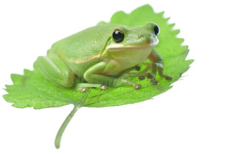 Green Frog On Leaf Stock Image Image Of Closeup Nature 25175751