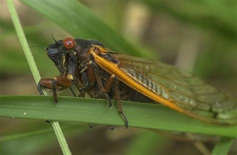 Everything Chattanoogans Need To Know About Periodical Cicadas