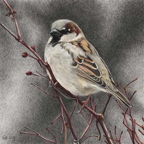 House Sparrow Sparrow Bird Birds Painting Art Painting Watercolor