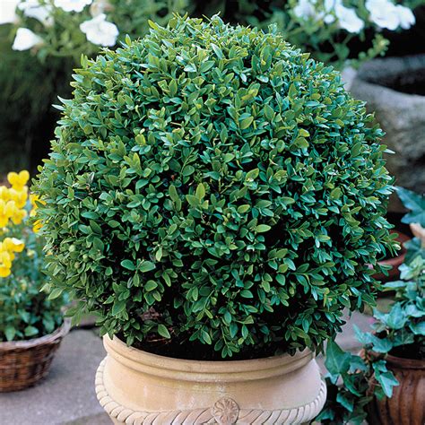 Buxus Microphylla V Koreana ‘green Velvet Boxwood Maple Hill Nursery