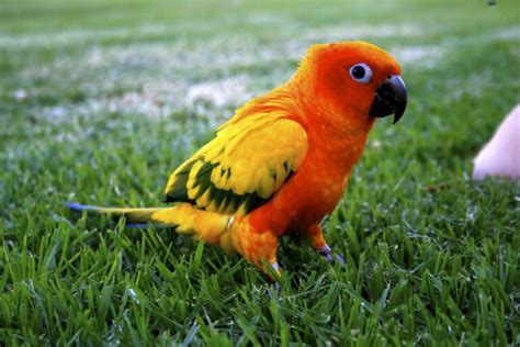 Red Factor Sun Conure Exotic Parrot Breeders Parrots For Sale