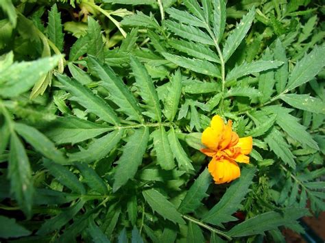 The Lesser Known Medicinal Values Of Marigold