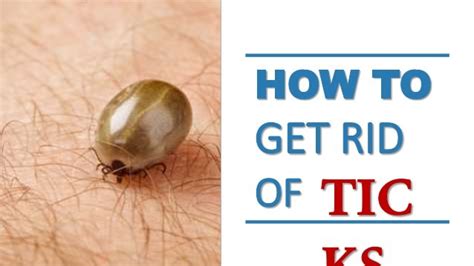 How To Get Rid Of Ticks