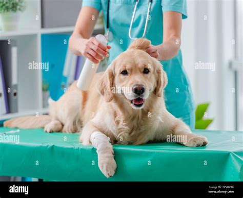 Golden Retriever Dog Examination In Veterinary Clinic Stock Photo Alamy