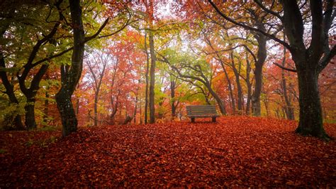 Nature Bench Trees Hd Wallpaper