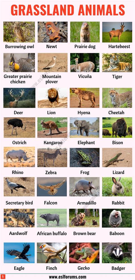 Grassland Animals List Of 80 Grassland Animals In English With Esl