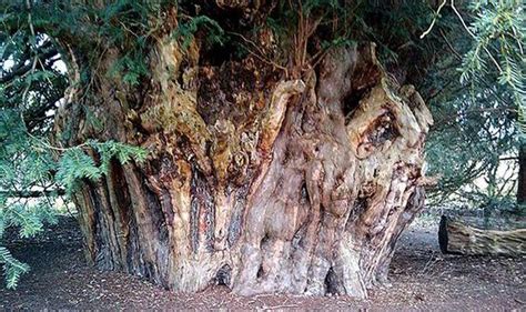 Britains Oldest Trees Have Stood The Test Of Time John Ingham