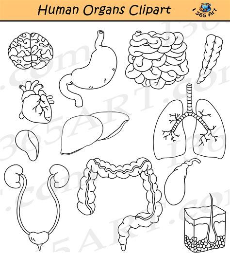 Human Organs Clipart Body Functions And Systems Graphics