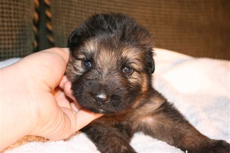 As the puppy grows, there are notable changes that happen within this period; Von Onyxberg German Shepherds: 3 week old puppy pictures!!!