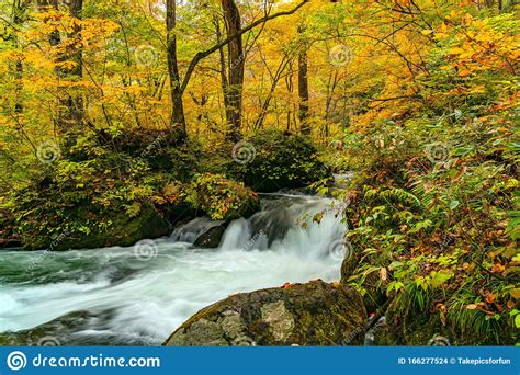 Beautiful Oirase Mountain Stream Flow Passing The Colorful Foliage In