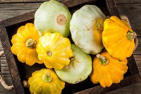 How To Grow Summer Squash And Zucchini Your Complete Guide A Z Animals