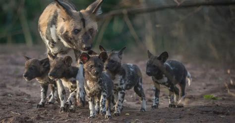 Rare African Painted Dogs Born At Chester Zoo Make First Appearance