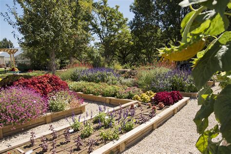 Ornamental Horticulture Research At Texas Tech Providing Vibrant