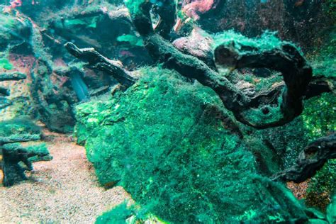 How To Get Rid Of Blue Green Algae In Freshwater Aquariums Aquarium Co Op
