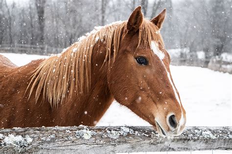 Caring For Your Horse In Winter Welcome To The Insurance Emporium