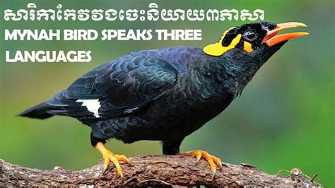 សារិកាកែវវងចេះនិយាយ៣ភាសា Mynah Bird Speaks Three Languages Youtube