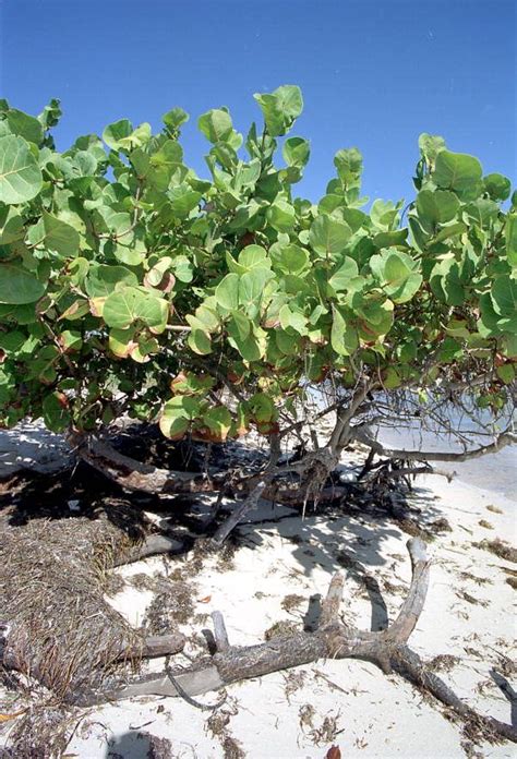 Maybe you would like to learn more about one of these? Florida Memory - Sea grape tree on old Boca Chica Beach ...