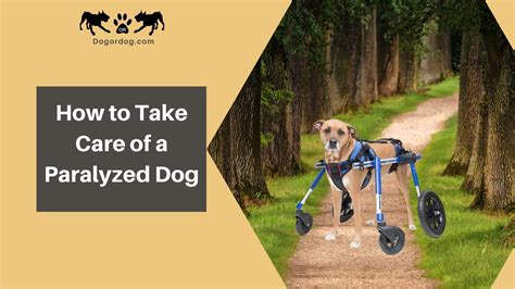 How Do You Care For A Paralyzed Dog And Can It Recover 5 Basic Tips