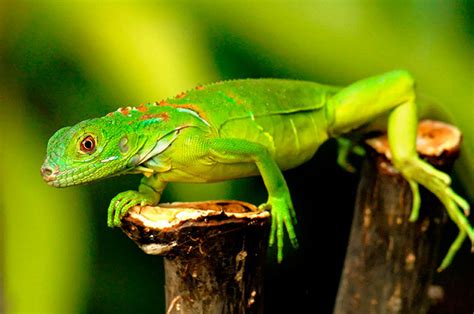Es una especie de salamandras en la familia es endémica de honduras. En peligro especies endémicas de Q. Roo | Quintana Roo Hoy ...