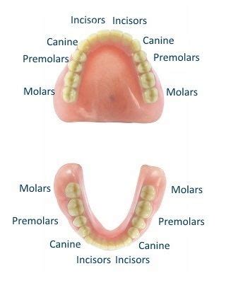 Your dentist can review your teeth and figure out if they are safe. Get to Know Your Teeth | When Do Baby Teeth Grow In | When ...
