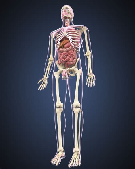 Find the perfect male torso anatomy stock photo. Full length view of male human body with organs Stretched Canvas - Stocktrek Images (26 x 32 ...