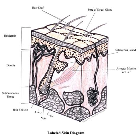 Diagram is not to scale. Integumentary System Functions You May Not Have Heard Of