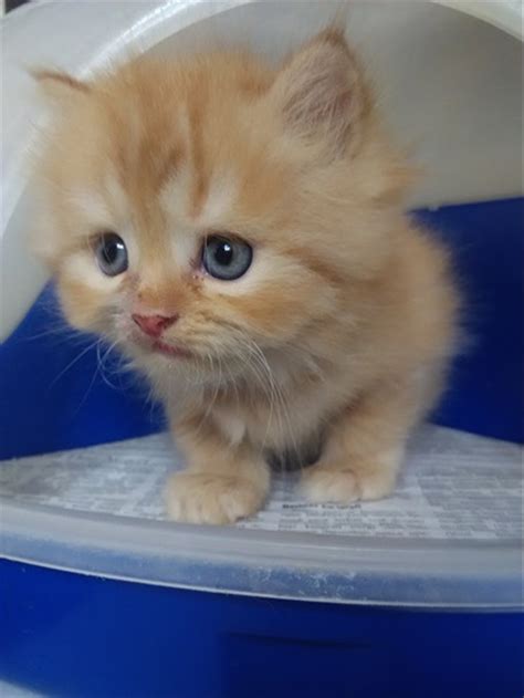 Kisaran harga kucing persia medium sendiri mulai umur 1 bulan rp. Gambar Kucing Persia Medium Umur 3 Bulan - Gambar Barumu