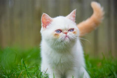 Exotic Shorthair Cats For Sale Huntsville Al 153537