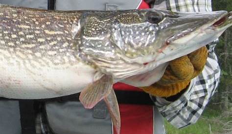 How Long Do Northern Pike Live? Facts About Pike