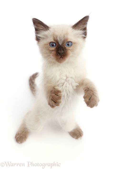 Ragdoll X Siamese Kitten Standing And Looking Up Photo Wp45886