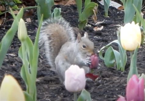 When Squirrels Eat Tulip Flowers Laidback Gardener