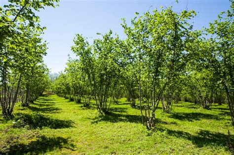 Premium Photo Hazelnut Trees Plantation Landscape And View Large