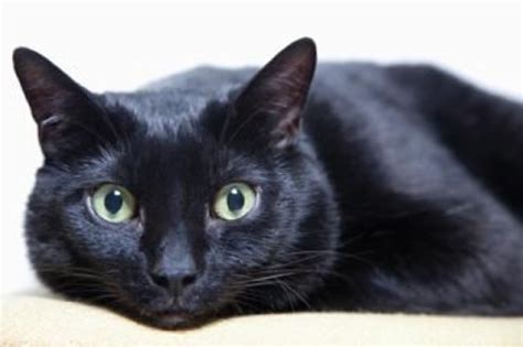 13 Great Reasons Why Black Cats Are Awesome