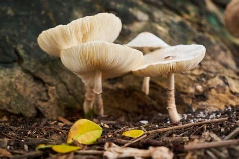 Jamur Fungi Ciri Umum Jamur Belajar Biologi Riset