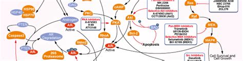 Androgen Receptor Pathway Androgen Receptor Signaling