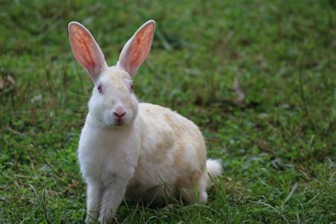 Còn Gì đáng Yêu Hơn Một Chú Thỏ Lông Mịn Thế Này Nguồn Pixabay
