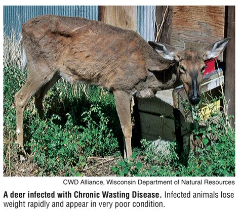 Chronic Wasting Disease In Arkansas Explainer Nwaonline