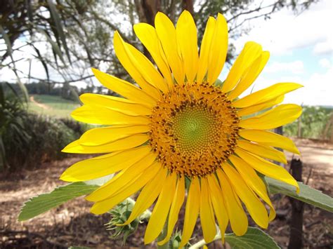 Batang bunga matahari muda (yang mudah terurai) dipanen dan dimasukan ke dalam kompos. Gambar : menanam, bidang, daun bunga, musim semi, botani ...